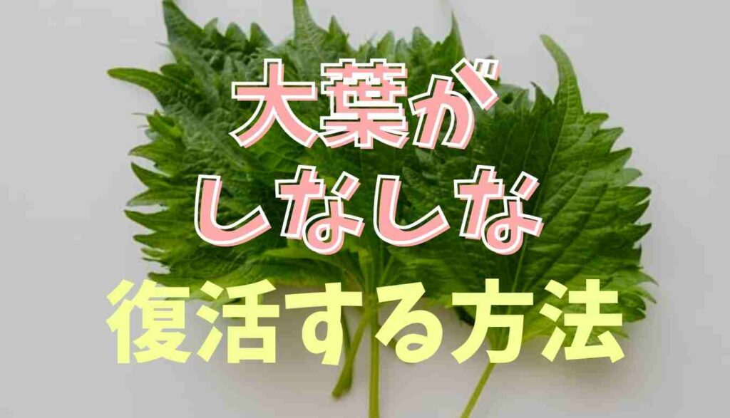大葉 しなしな 食べれる
